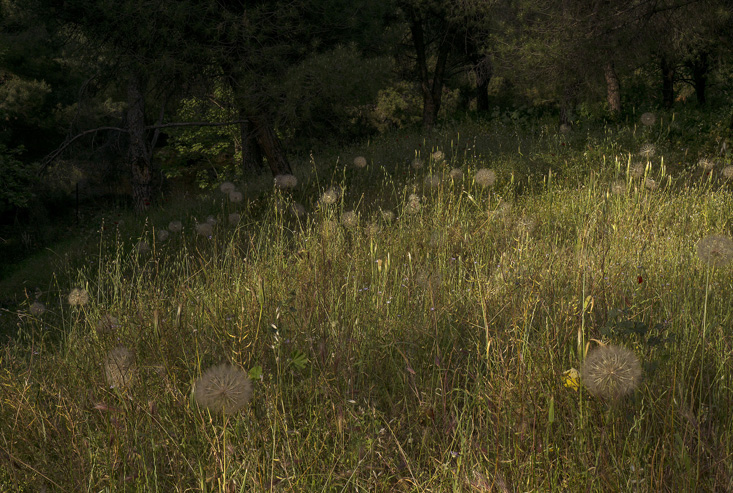 Dear-forests,-sweet-shadows1