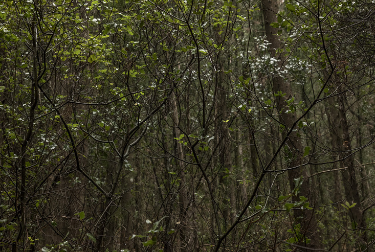 Dear-forests,-sweet-shadows2
