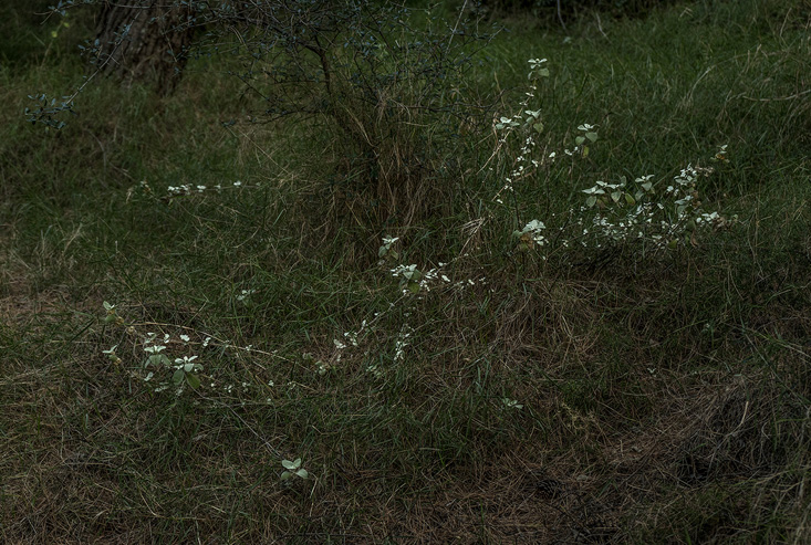 Dear-forests,-sweet-shadows3