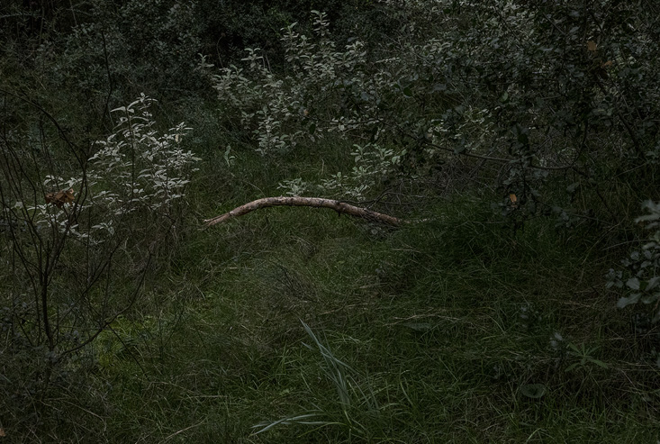Dear-forests,-sweet-shadows6