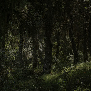 From the series “Dear forests, sweet shadows, I come to seek my heart” #4