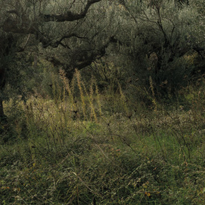 From the series “Dear forests, sweet shadows, I come to seek my heart” #11