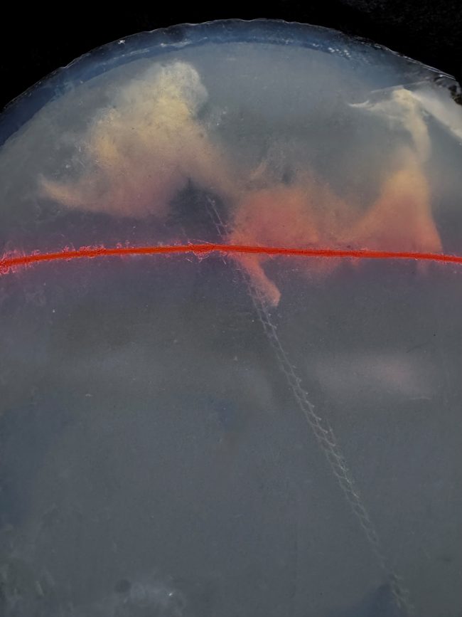 Vira(l) Fragilities, Ioannis Michalou(di)s